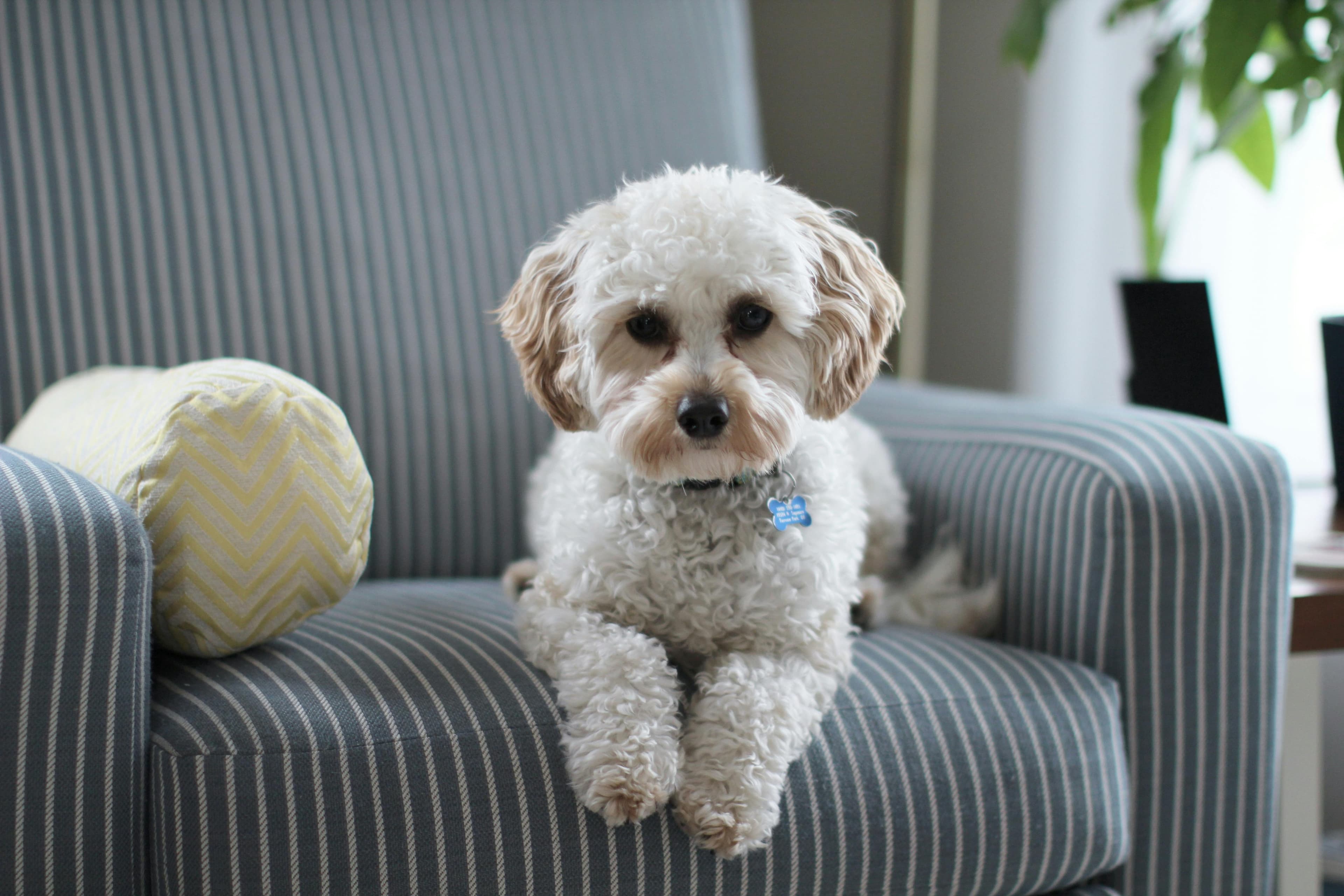A small curly dog sits on a striped armchair.